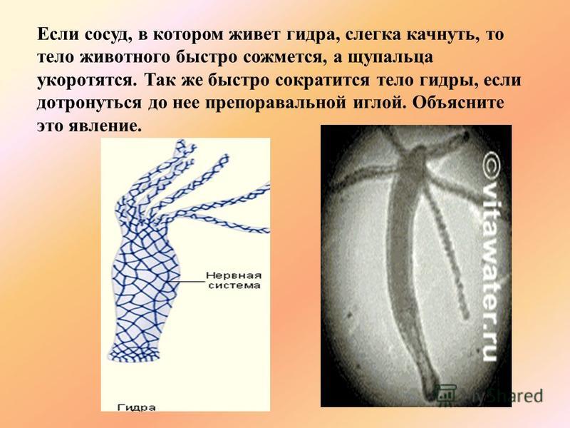 Kraken ссылка актуальная